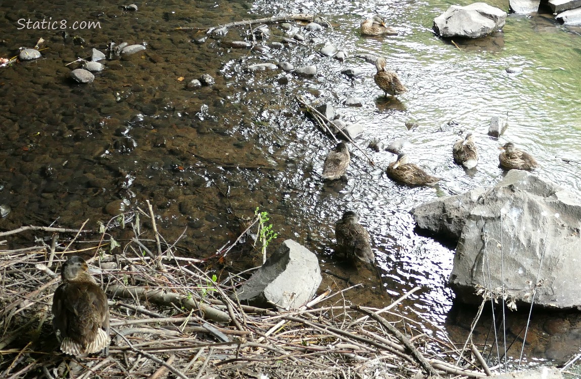Older ducklings gathered in the creek