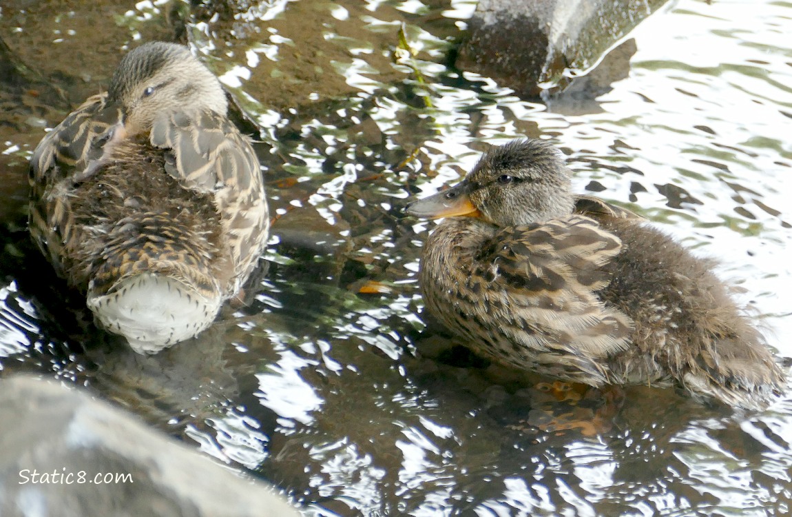 Two older ducklings standing in shallow water next to rocks