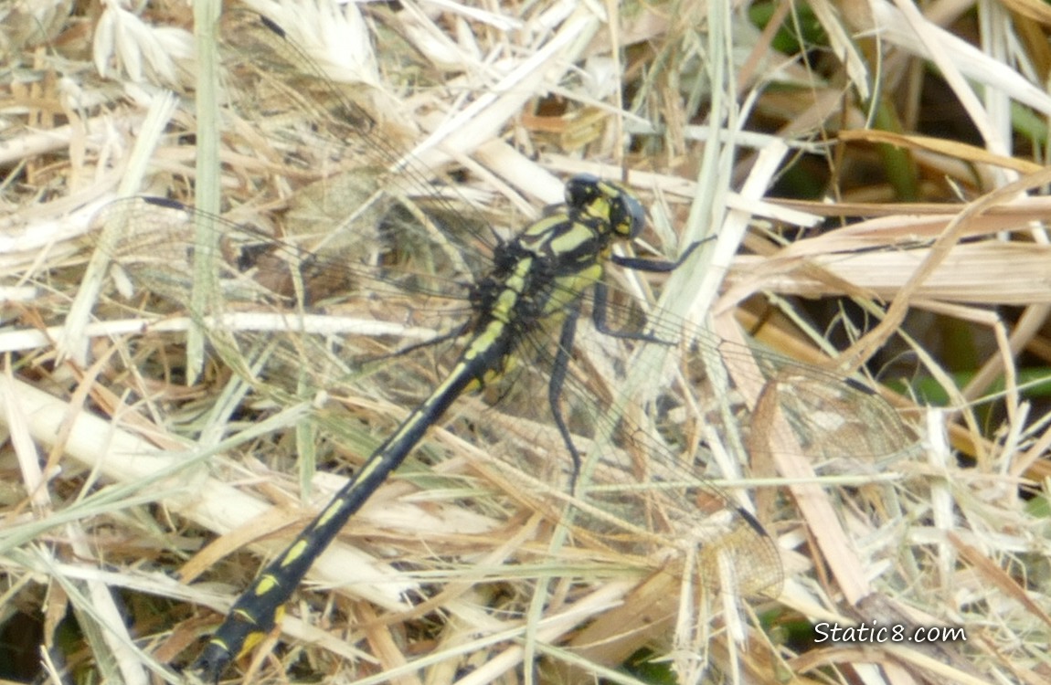 Yellow and black Dragonfly standing on dead grass