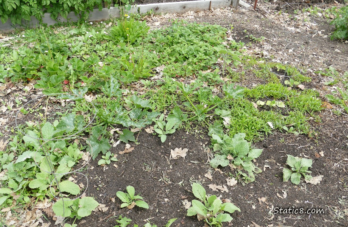 Garden plot