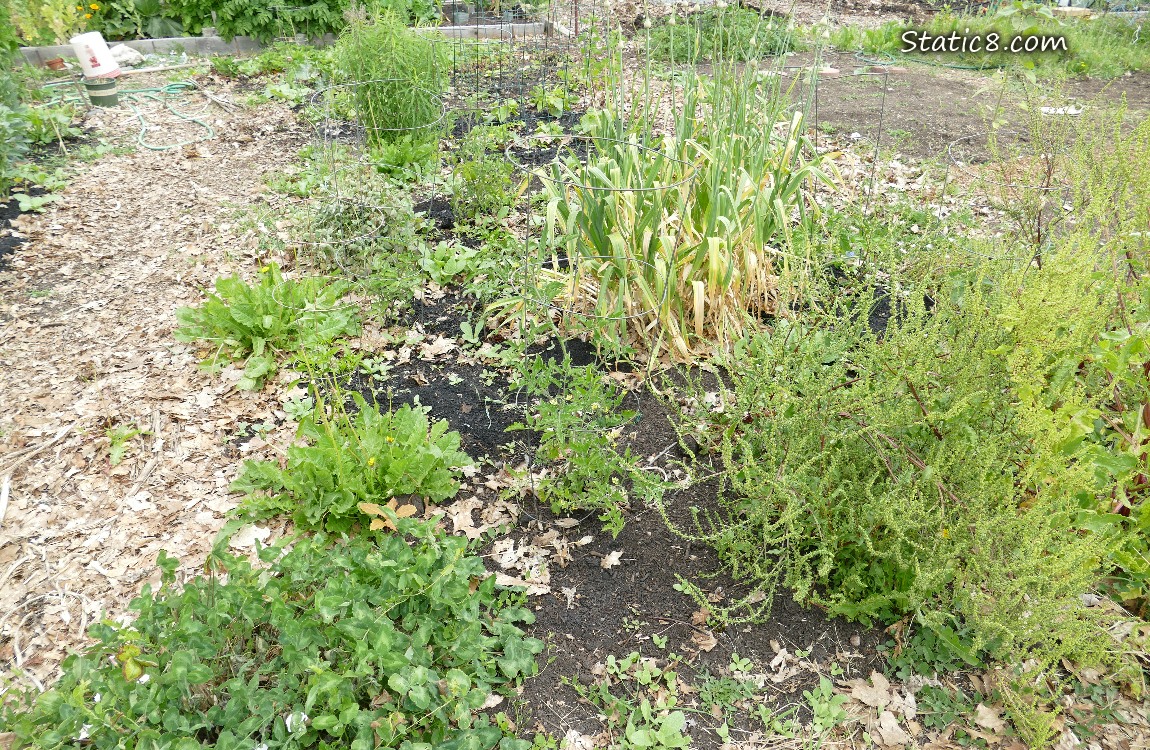 Garden plot
