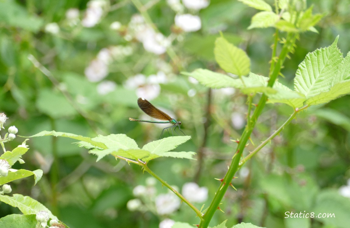 Damselfly standing on a green leaf