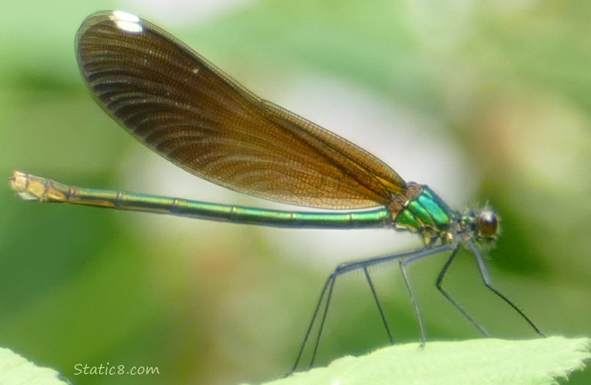 Damselfly standing on a green leaf