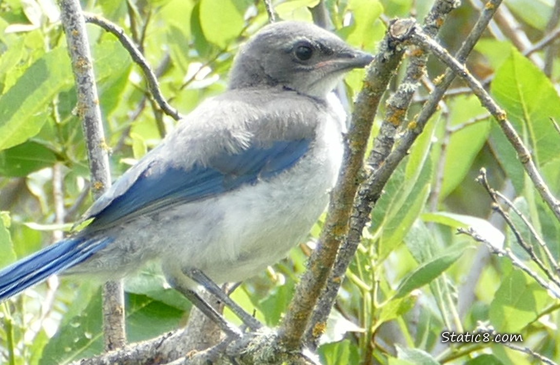 Scrub Jay fledgling standing in a tree