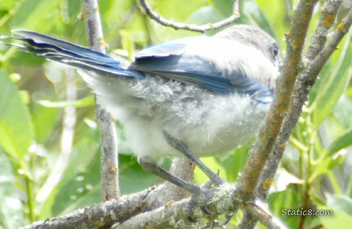 Scrub Jay fledgling with a fuzzy butt
