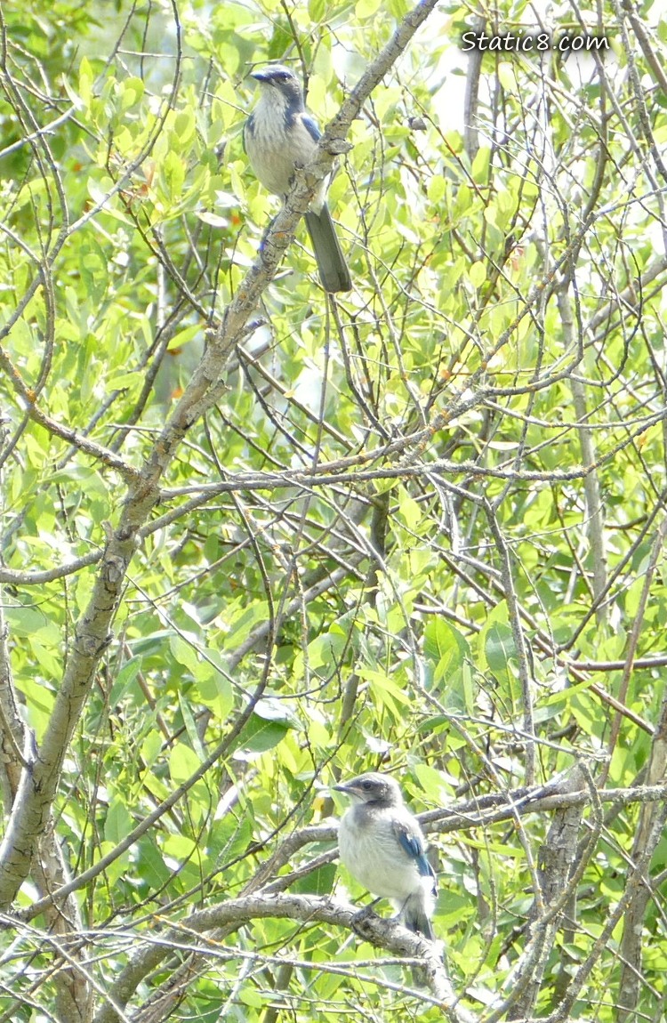 Scrub Jay parent standing in a tree with a fledgling on a different branch