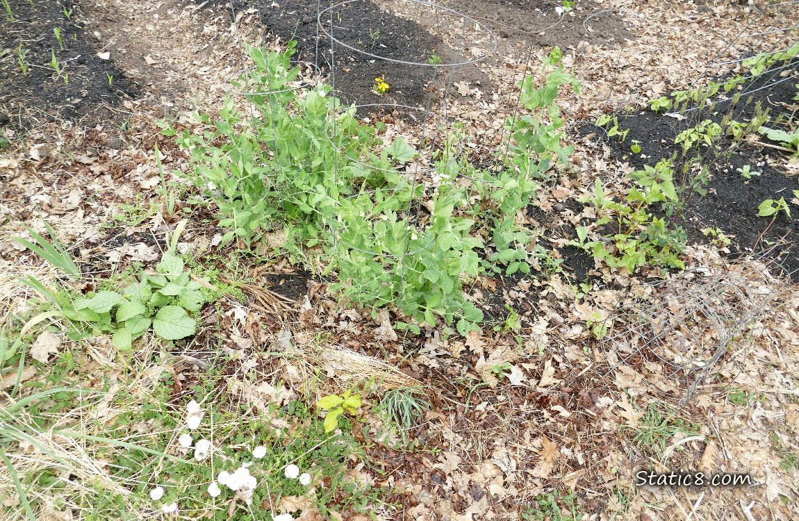 Garden plot