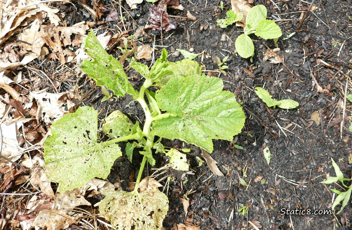 Squashes with beetle damaged leaves