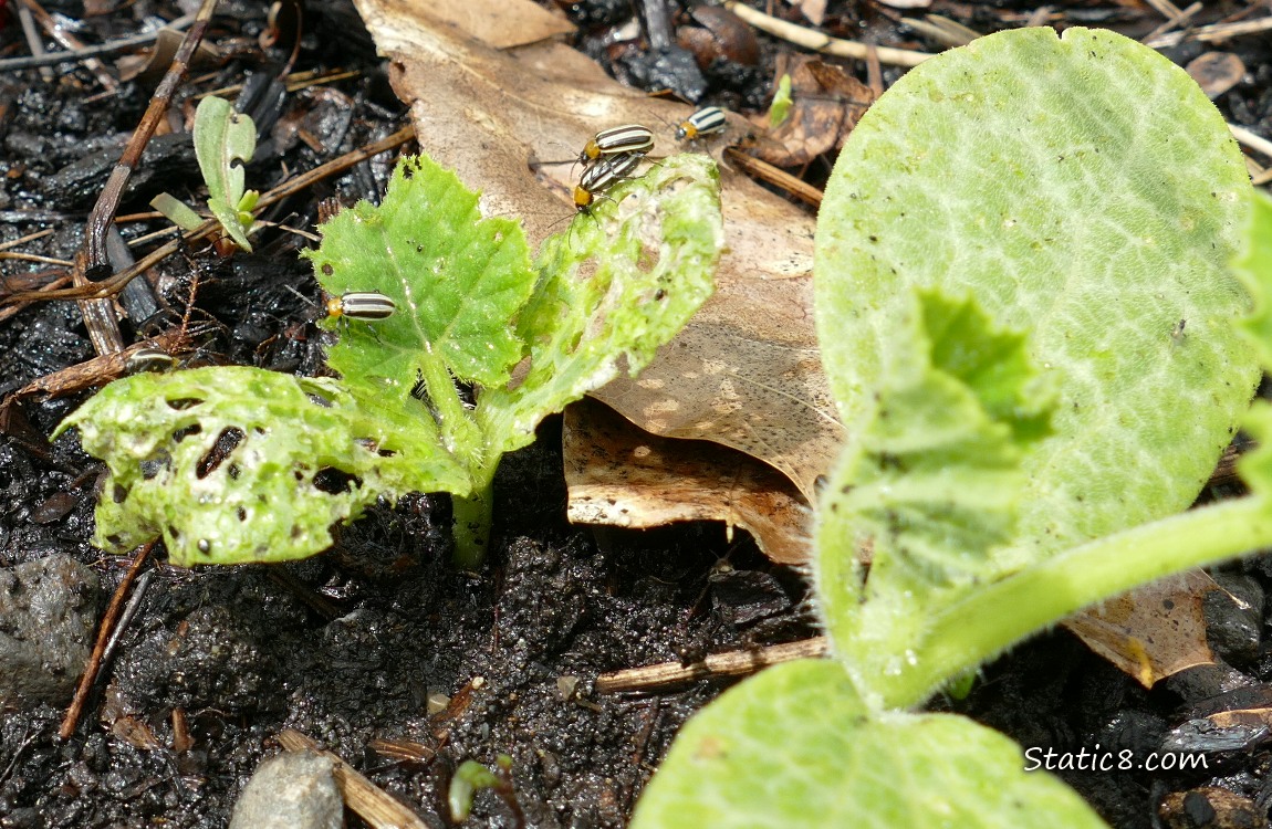 Squash seedling with Cucumber Beetles munching it to death