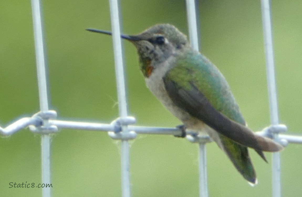 Female Anna Hummingbird standing in a wire fence