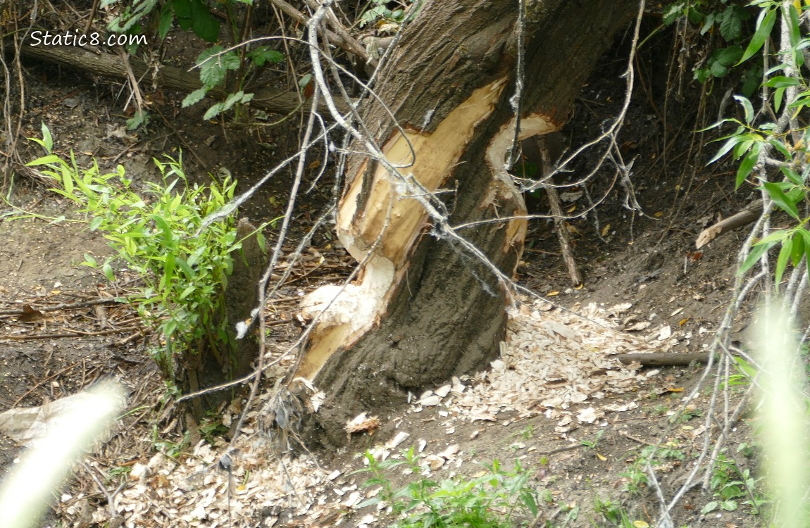 Beaver chewed tree trunk