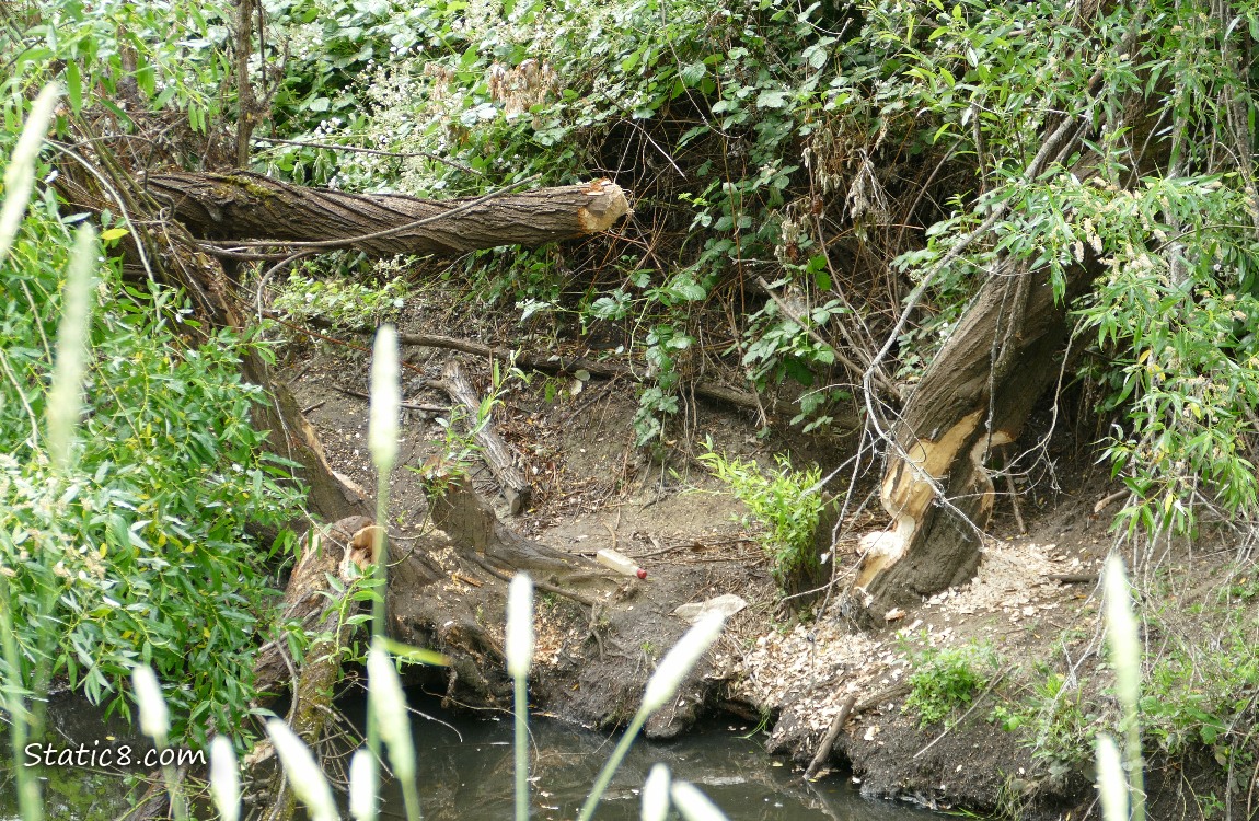 Trees cut down by a beaver
