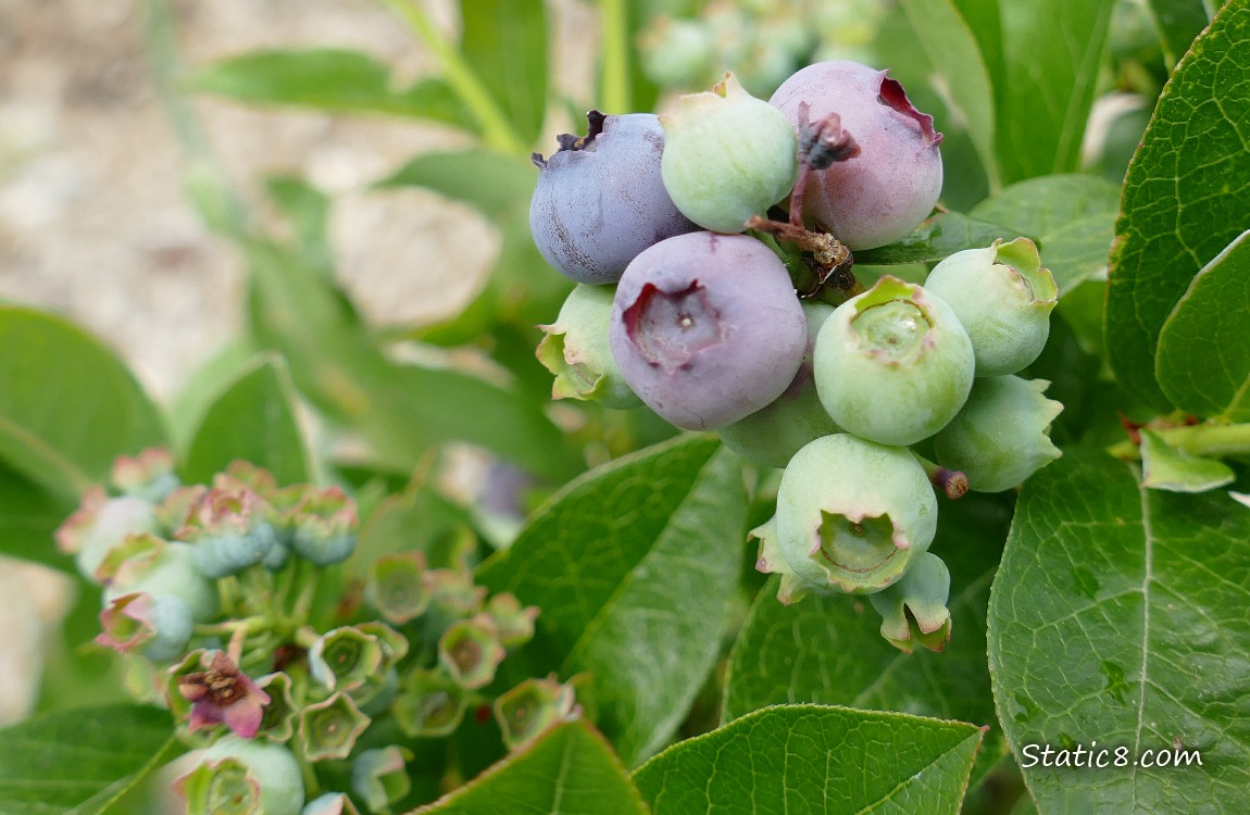 Blueberries ripening on the plant