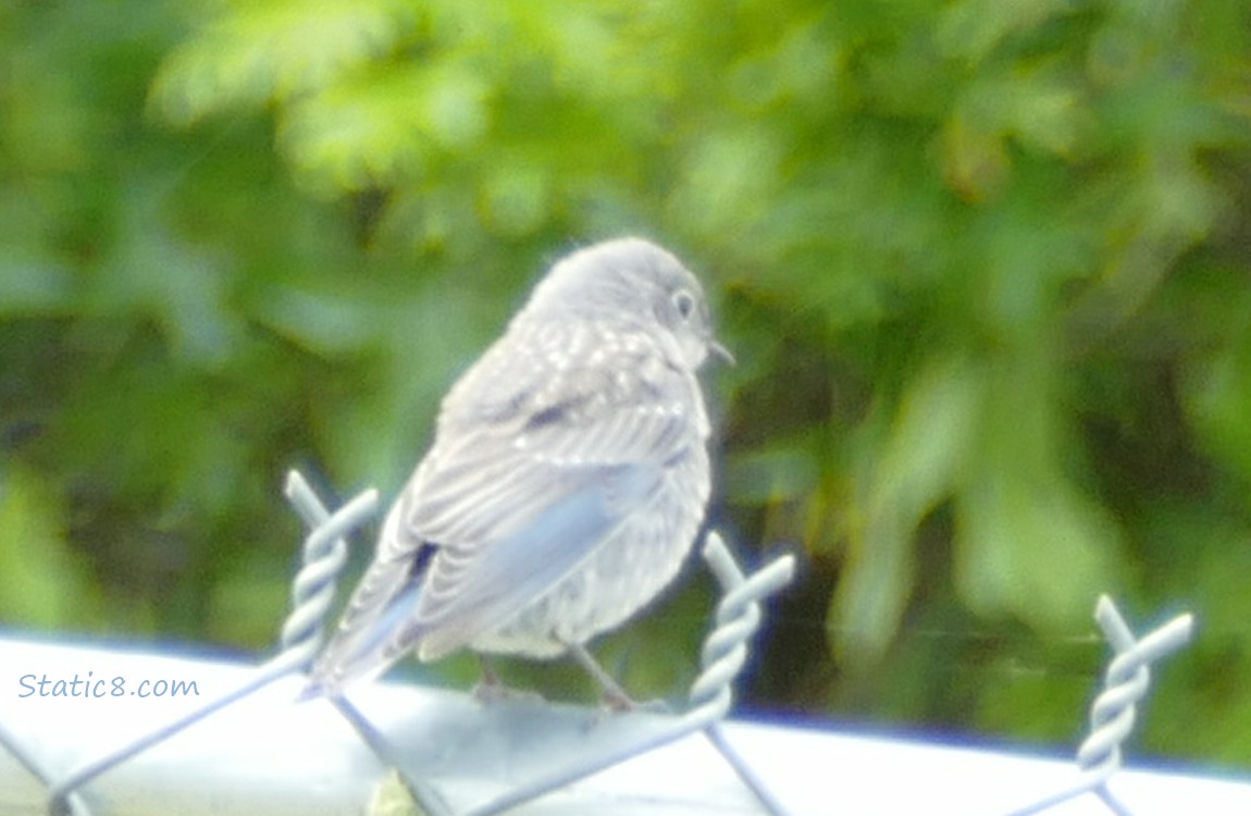 Bluebird fledgling standing on a wire fence