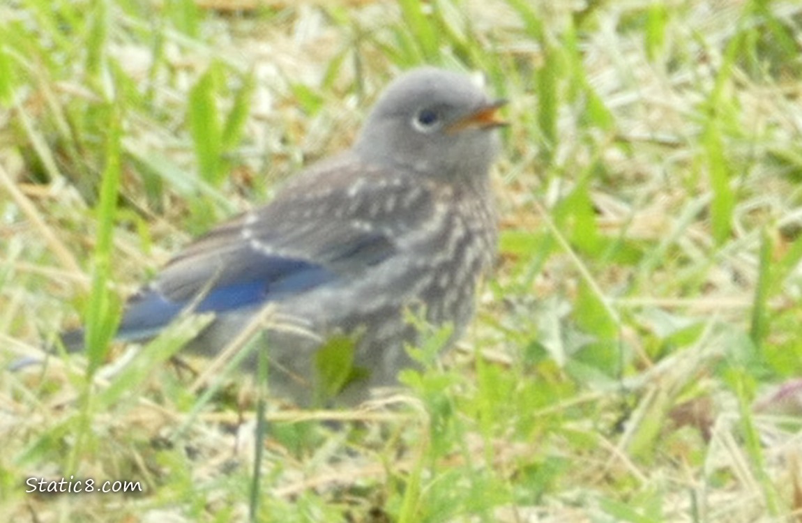 Bluebird fledgling standing in the grass