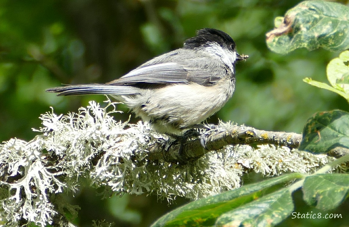 Chickadee standing on a mossy branch