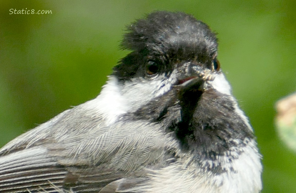 Close up of a Chickadee with a bug in his beak
