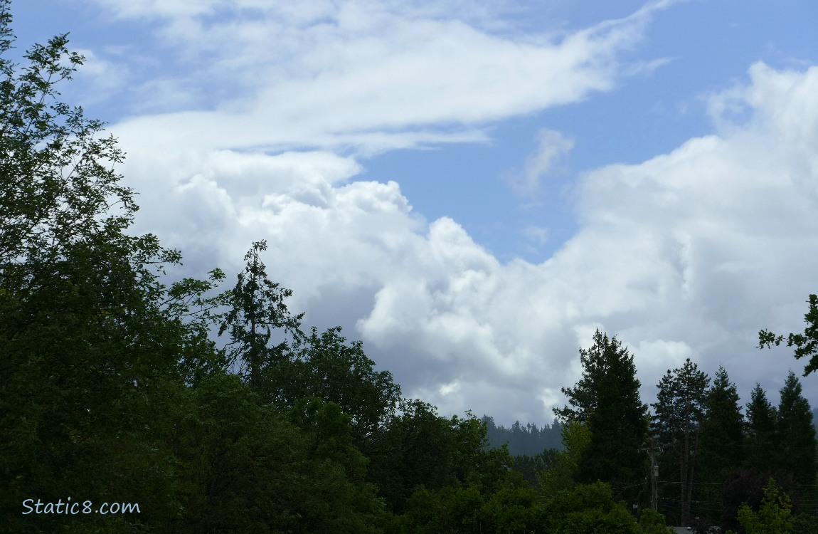 Clouds past the silhouette of trees