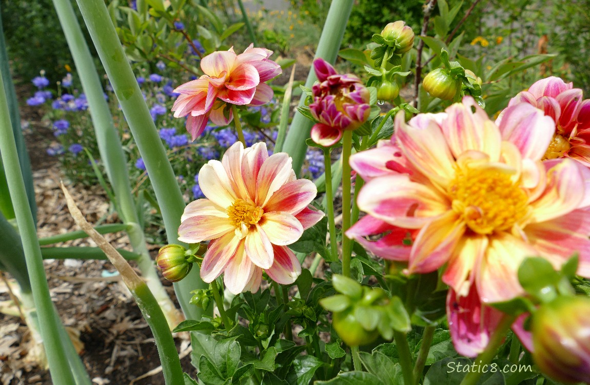 Yellow and pink Dahlia blooms in front of Bachelor Buttons
