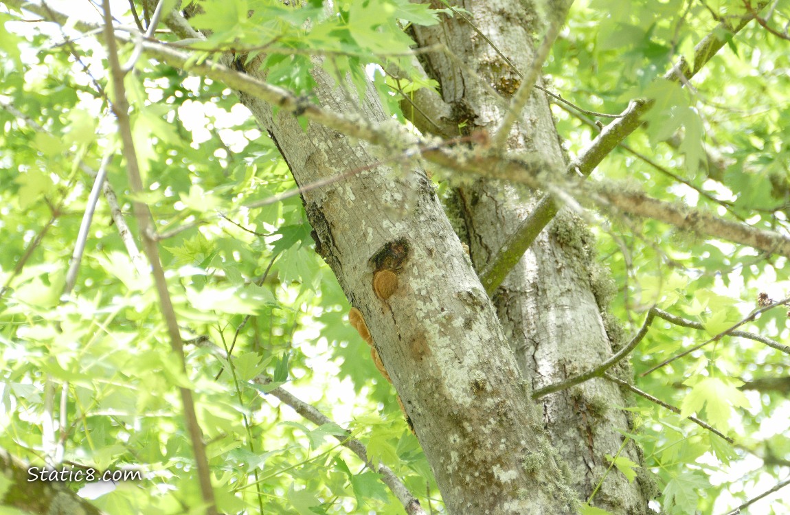 Downy Woodpecker nest hole in a tree trunk