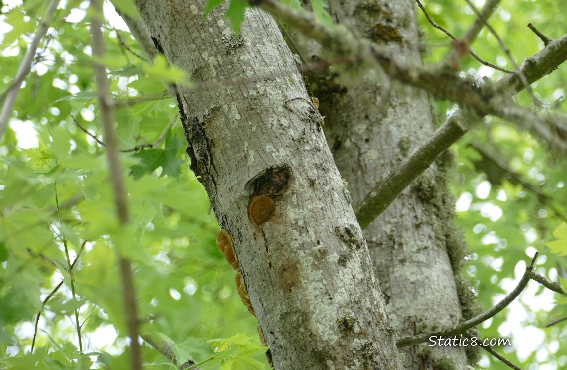 Downy nest hole in a tree trunk