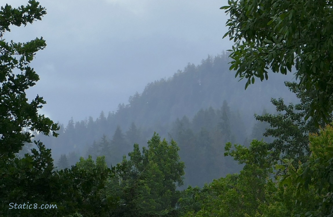 Trees on the hill in the distance