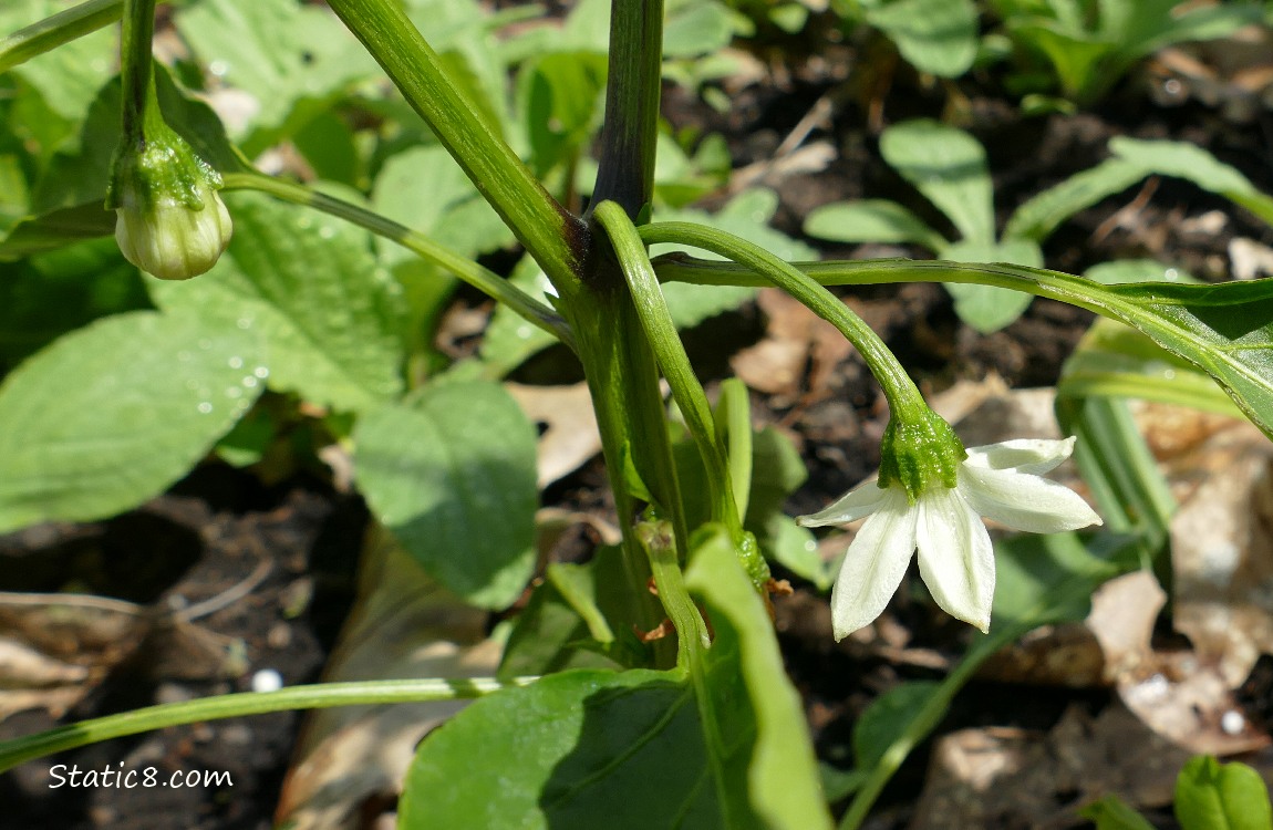 Blossoms on a pepper plant