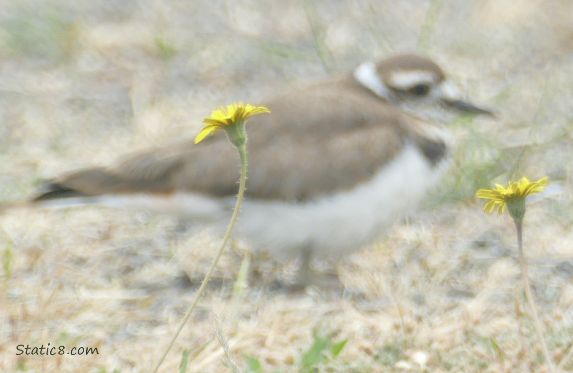 Blurry Killdeer