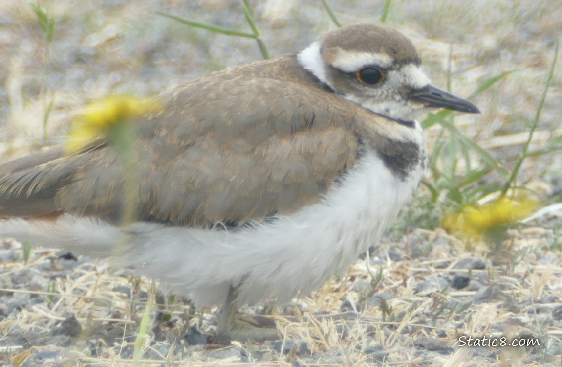 Killdeer standing on gravel