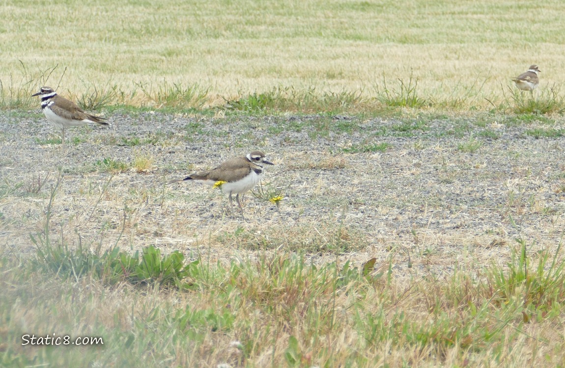 three Killdeers standing in the grass