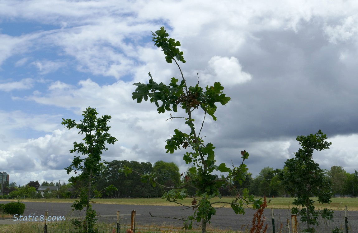 Three saplings with sky behind