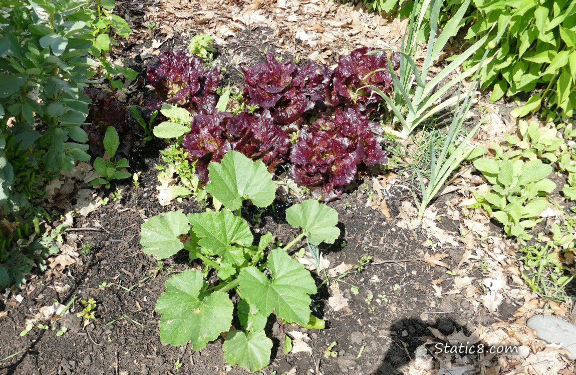 Garden plot
