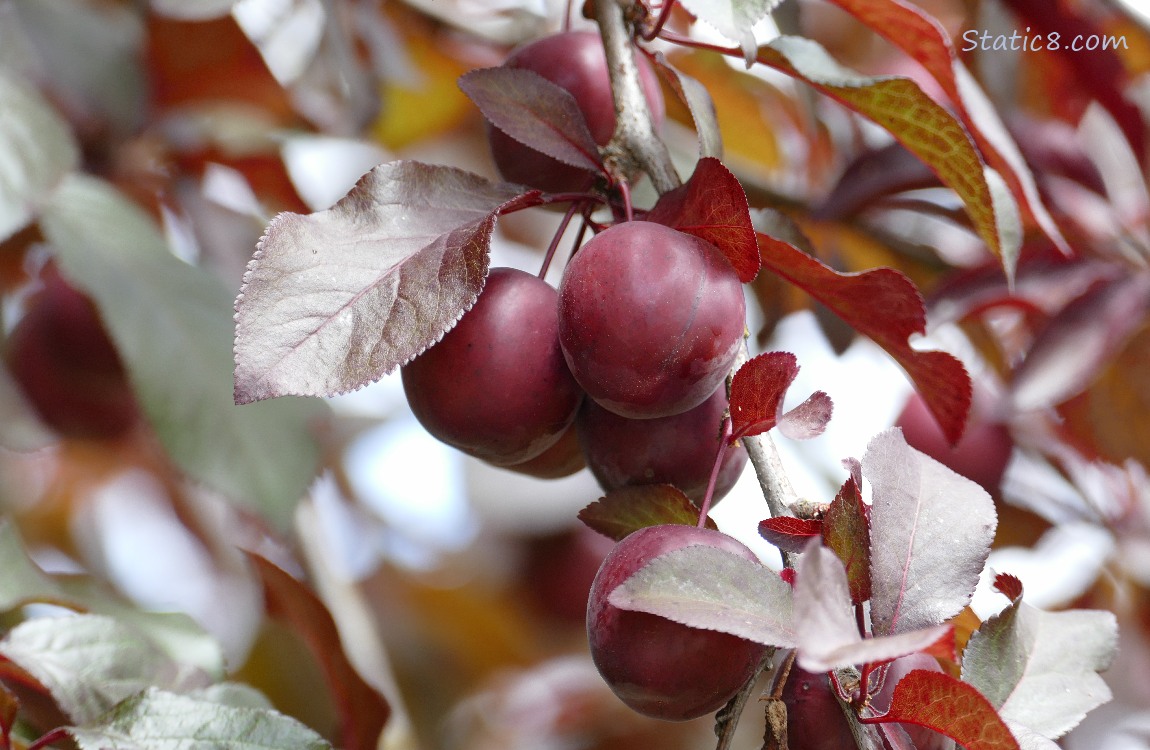 Plums ripening on the tree