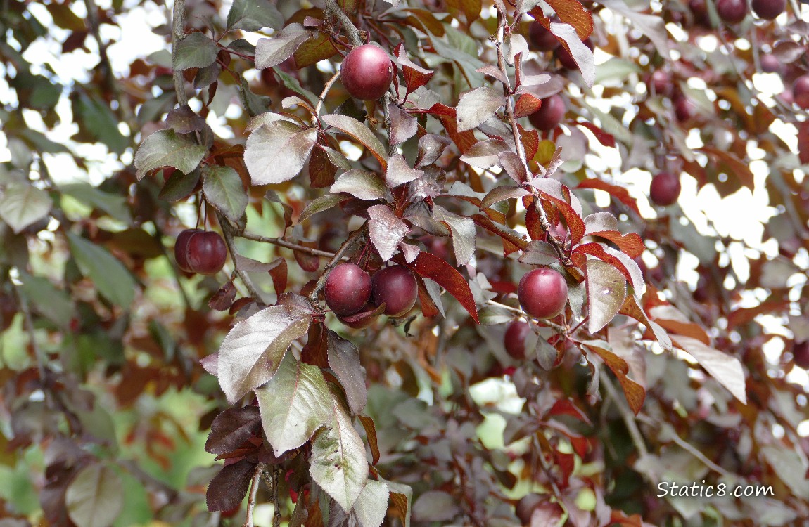 Plum tree with fruits hanging from it