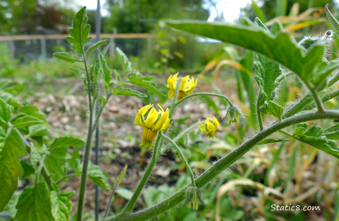 Blossoms on a tomato plant