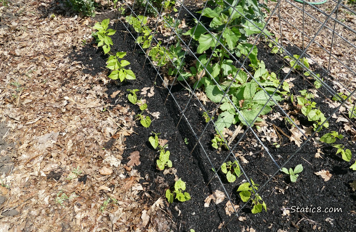 Bean seedlings growing in the dirt