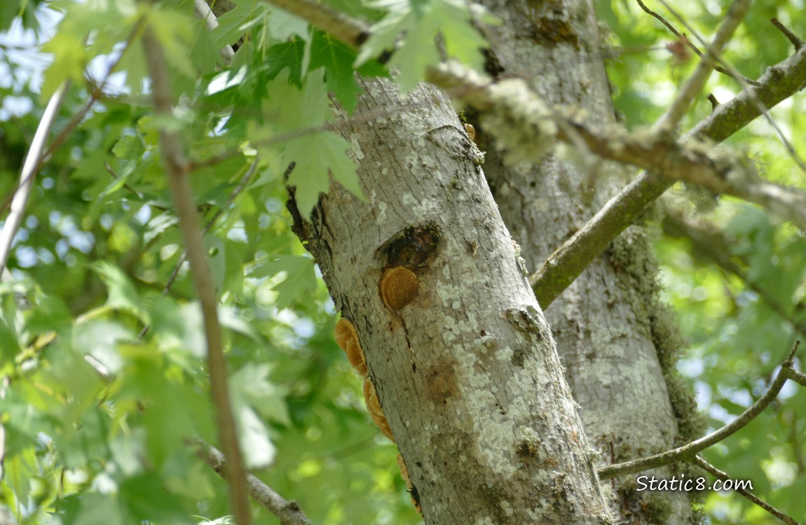 Downy nest hole in a tree trunk