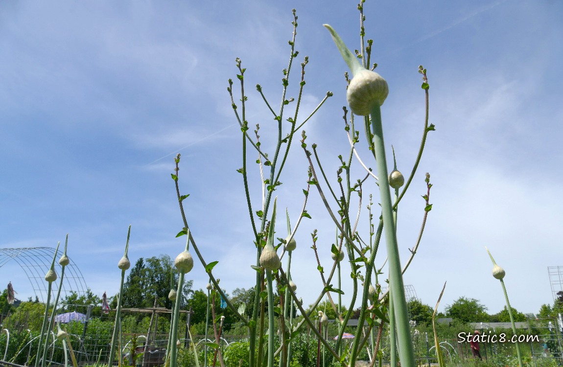 Looking up at Garlic blooms with the blue sky behind