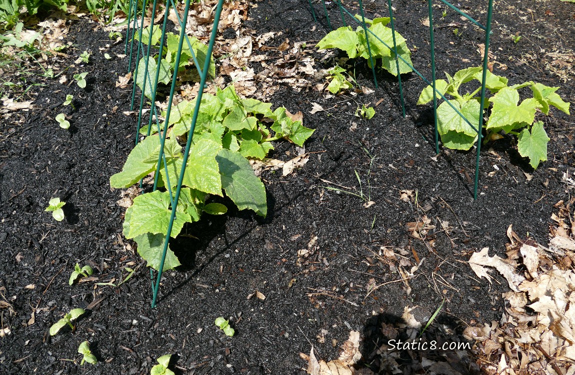 Cucumber seedlings growing in the dirt under a wire trellis