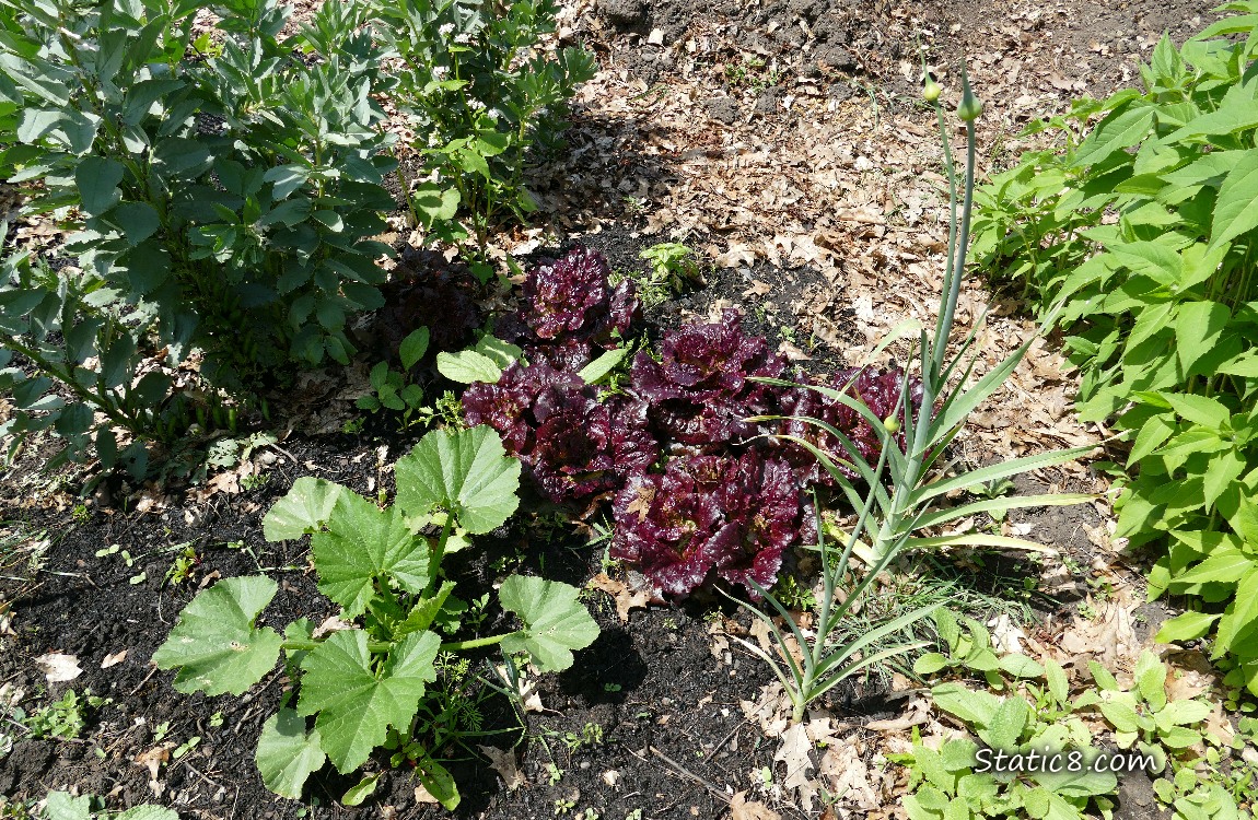 Garden plot with purple lettuces growing next to a squash plant