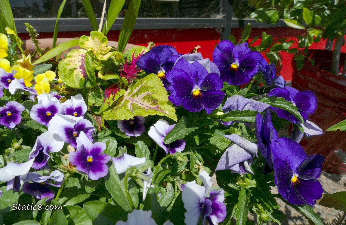 Purple and yellow pansy blooms 