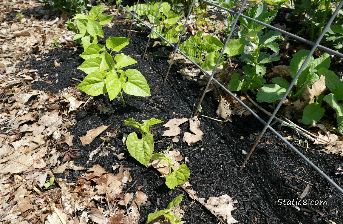 Bean seedlings growing in the dirt under a wire trellis