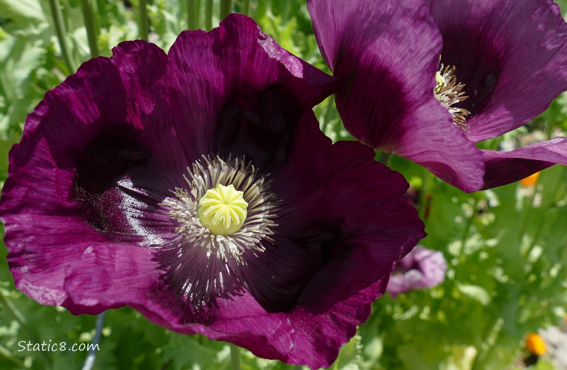 Purple Poppy blooms