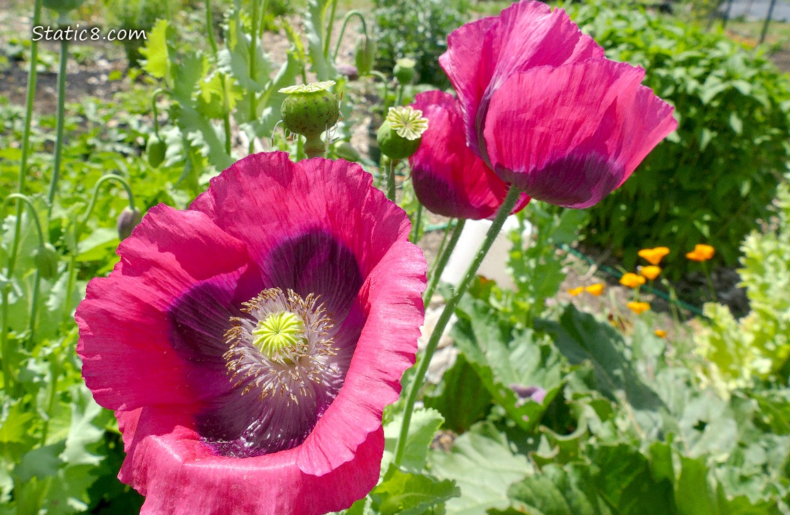 Pink Poppy blooms