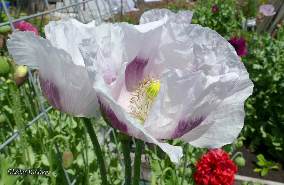 White Poppy blooms