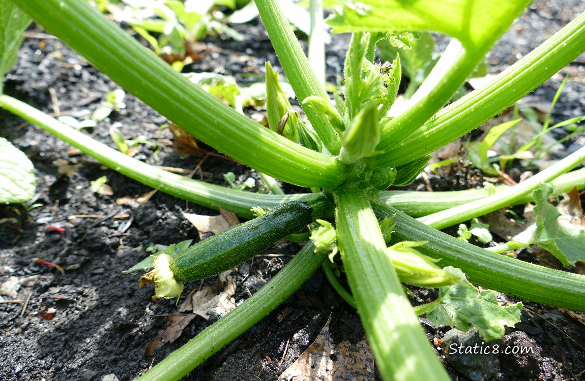 Zucchini fruit growin under the leaves of the plant!