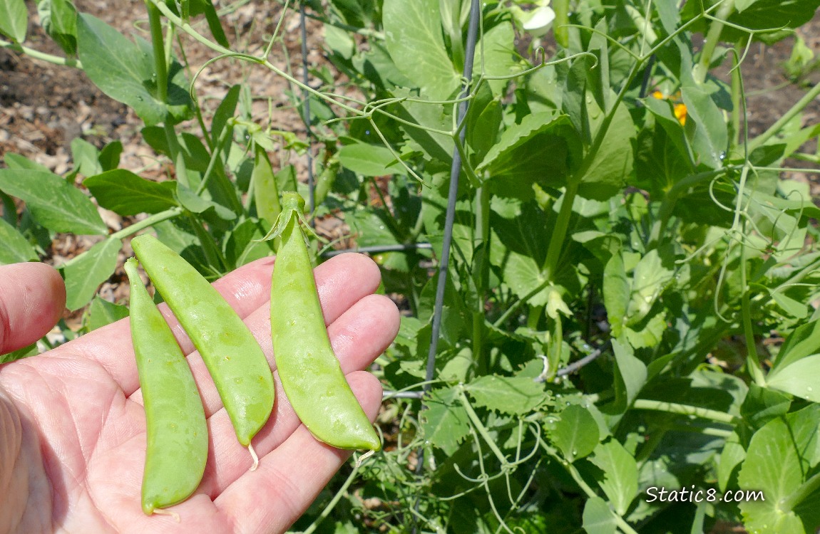 Hand holding three snap pea pods in front of a pea plant