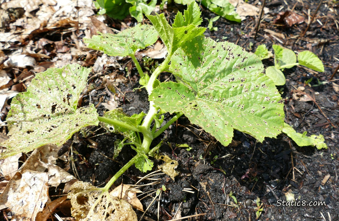 Squash with bug damaged leaves