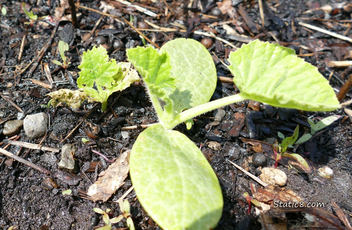 Squash seedlings, one with bug damaged leaves