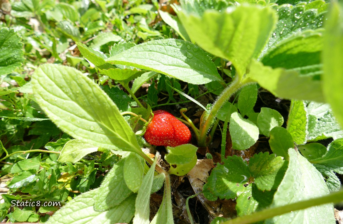 Ripening strawberry fruit on the plant